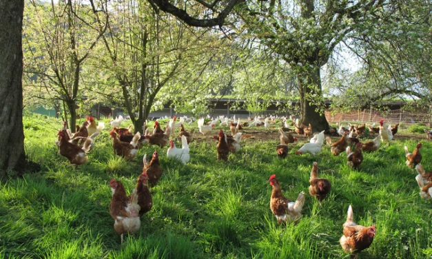 Hier holt der Hase die Eier